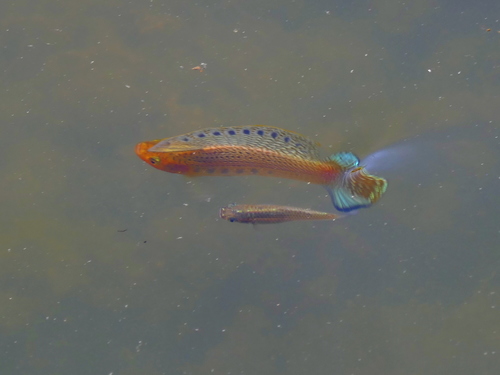 Sailfin Molly