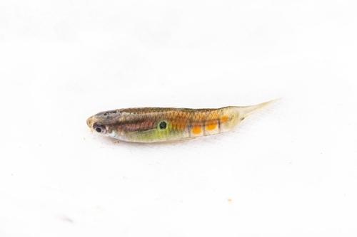 Guppy