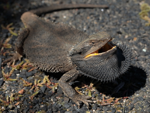 Eastern Bearded Dragon