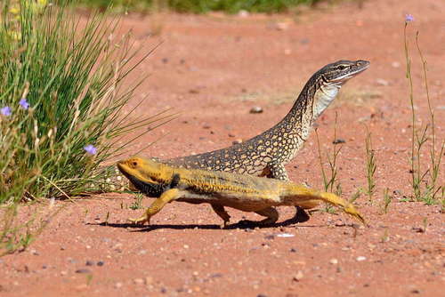 Central Bearded Dragon