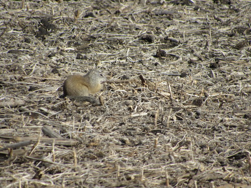 Franklin's Ground Squirrel