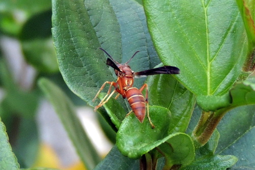 Northern Paper Wasp