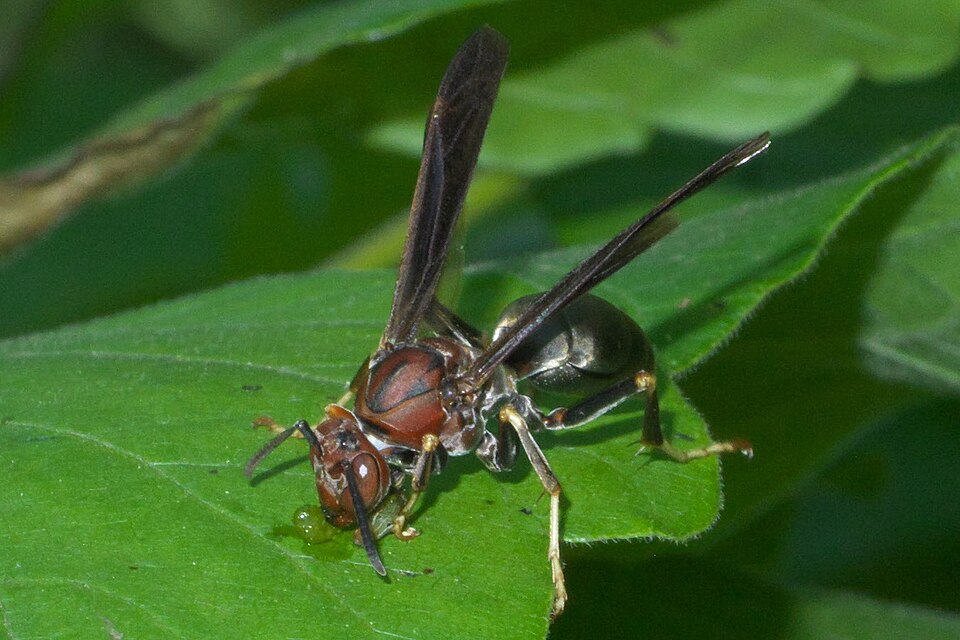 Metric Paper Wasp