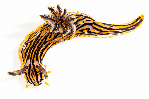 Sorcerer's Dorid