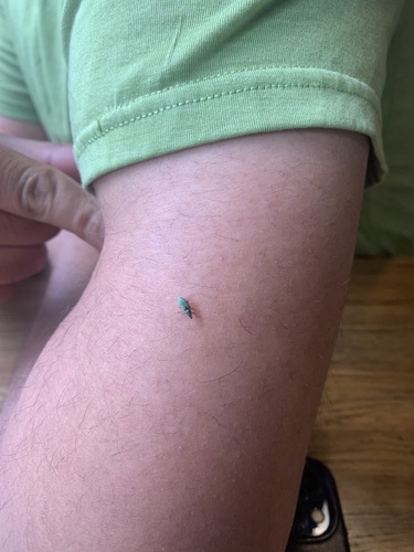 Green Immigrant Leaf Weevil