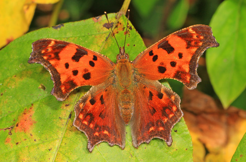 Eastern Comma