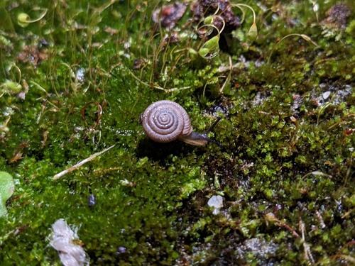 Southern Flatcoil