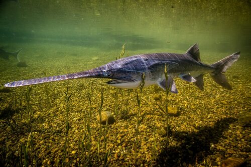 American Paddlefish