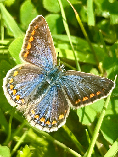 Common Blue