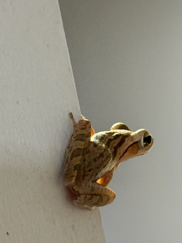 Common Southeast Asian Tree Frog