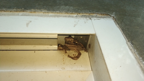 Spot-legged Tree Frog