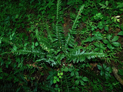 Christmas fern