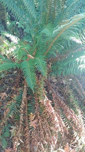 Western sword fern