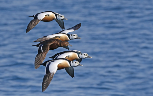 Steller's Eider