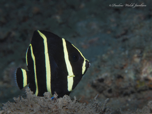 Grey Angelfish