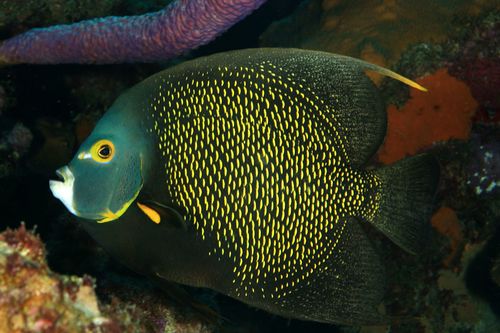 French Angelfish