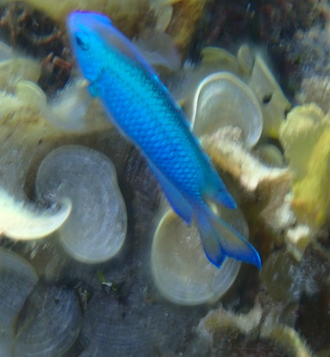 Neon Damselfish