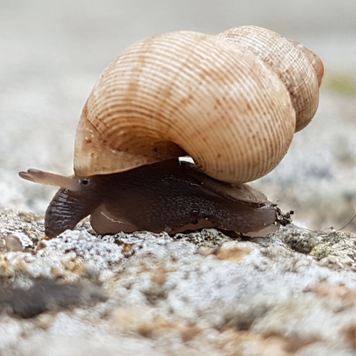 Round-mouthed Snail