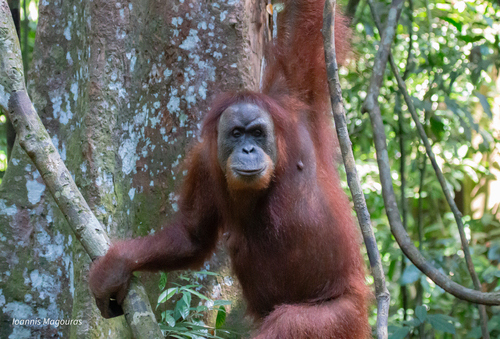 Sumatran Orangutan