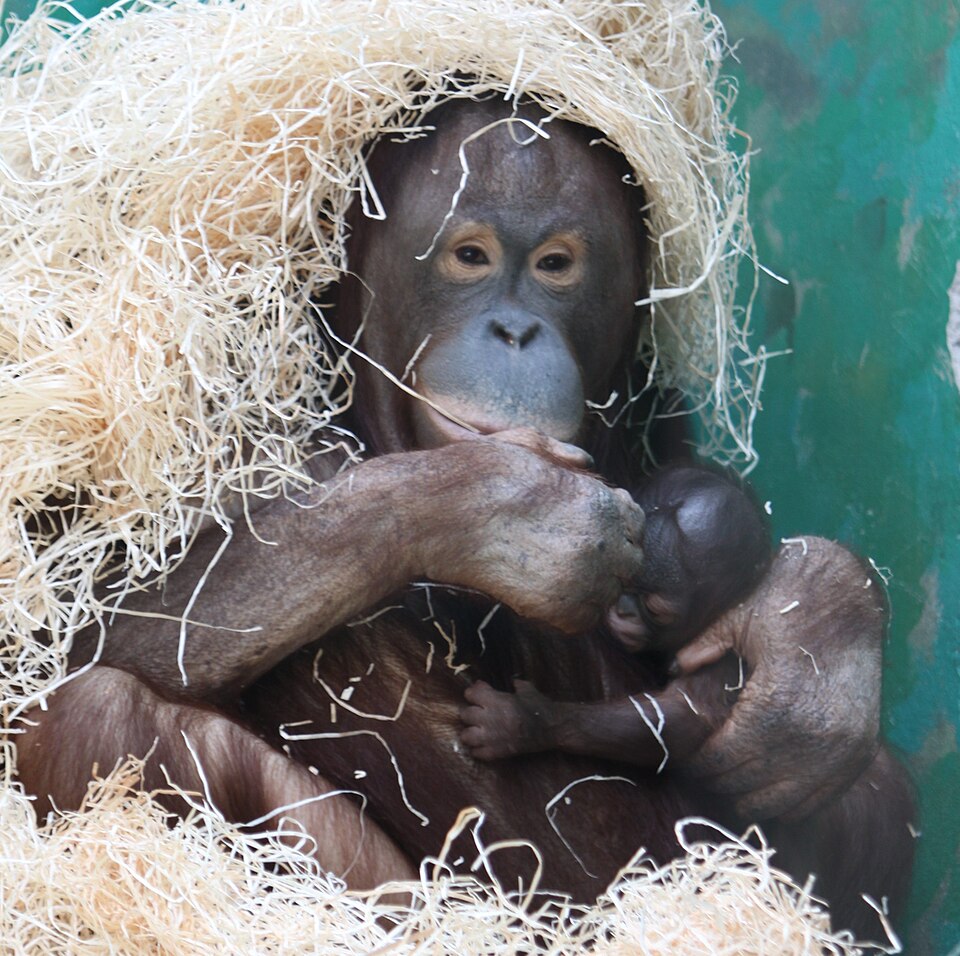 Bornean Orangutan