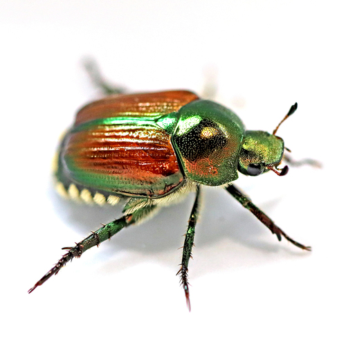 Japanese Beetle