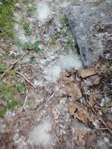 Eastern Cottonwood