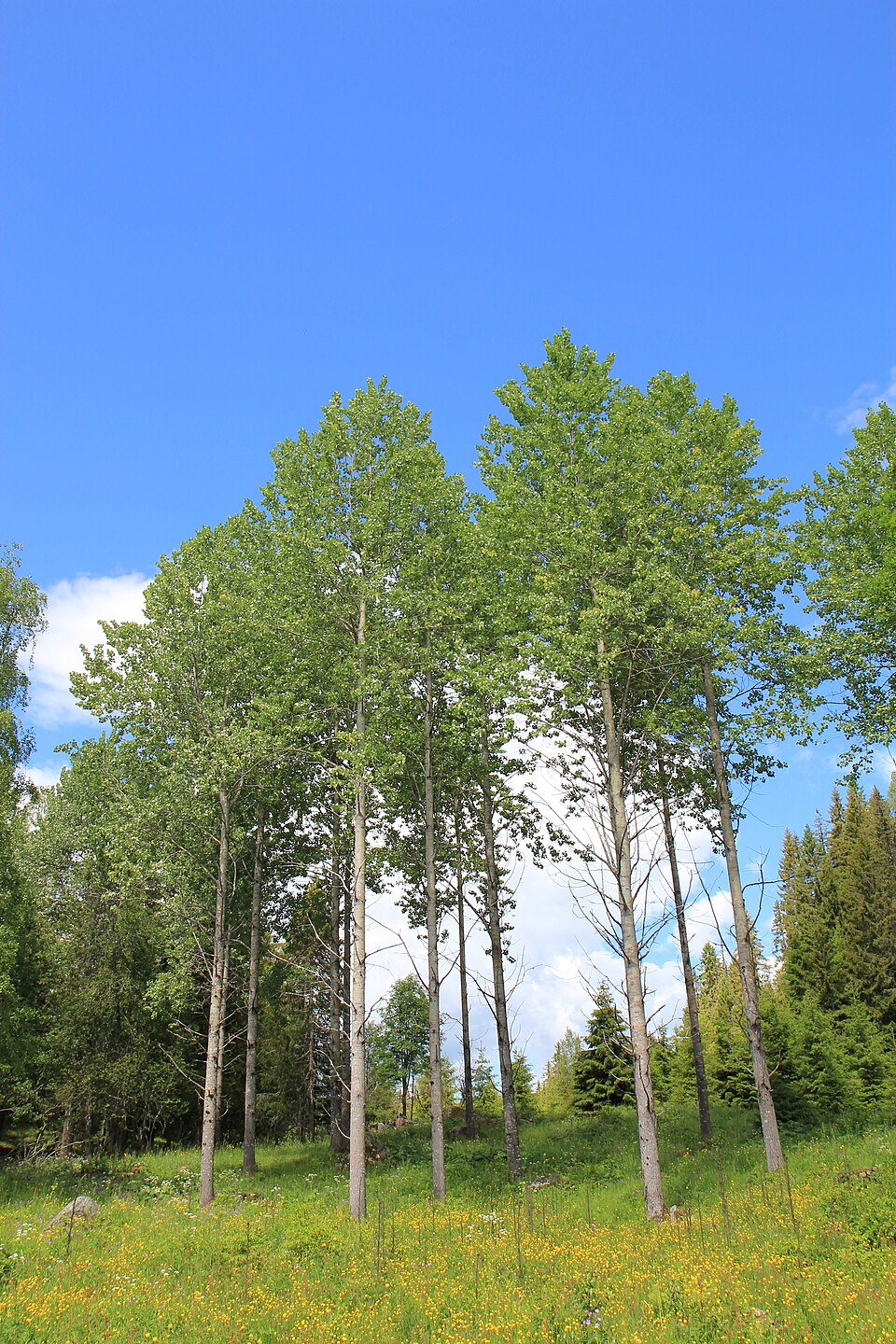 European aspen
