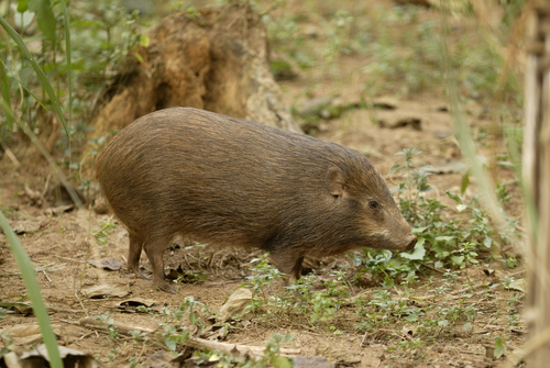 Pygmy Hog