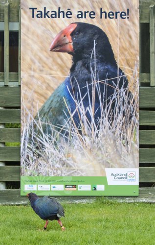 South Island Takahē