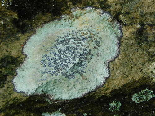 Smokey-eyed Boulder Lichen