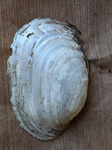 Fragile Papershell