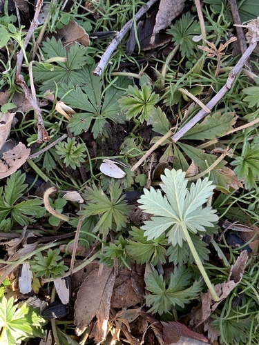 Silvery Cinquefoil
