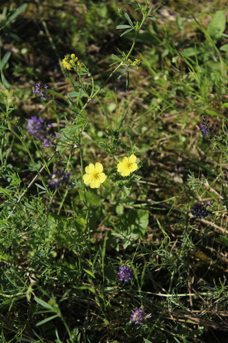 Sulphur cinquefoil