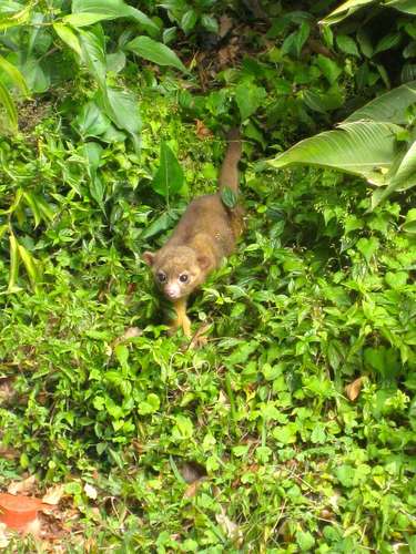 Kinkajou