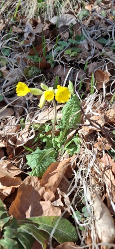 Cowslip