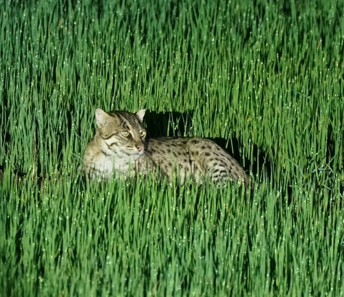 Fishing Cat