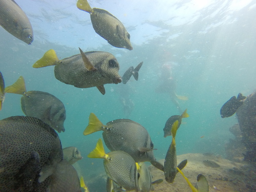 Razor Surgeonfish