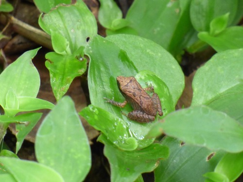 Cachabi Robber Frog