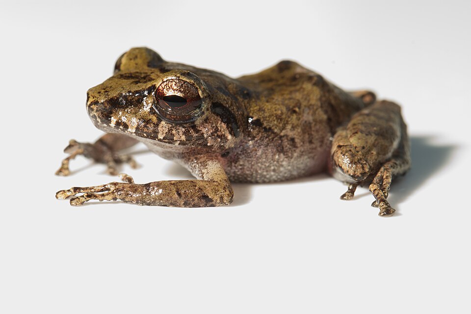 Pygmy Rain Frog