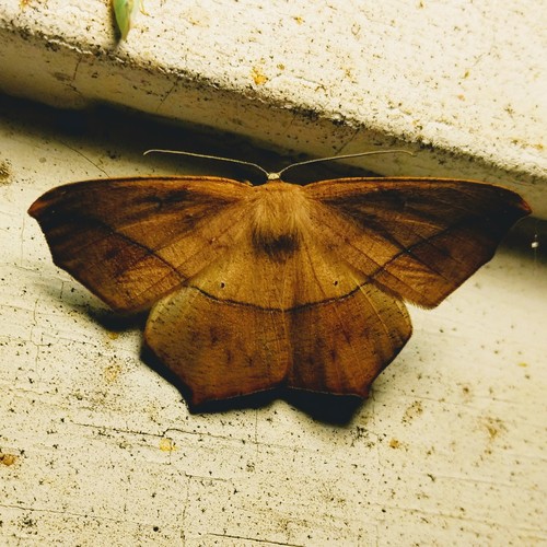 Large Maple Spanworm Moth