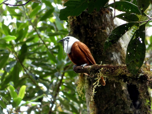 Three-wattled Bellbird