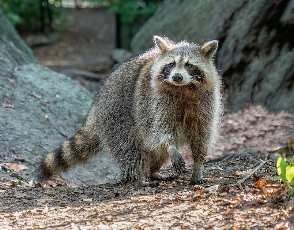 Common Raccoon