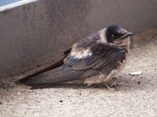 Purple Martin