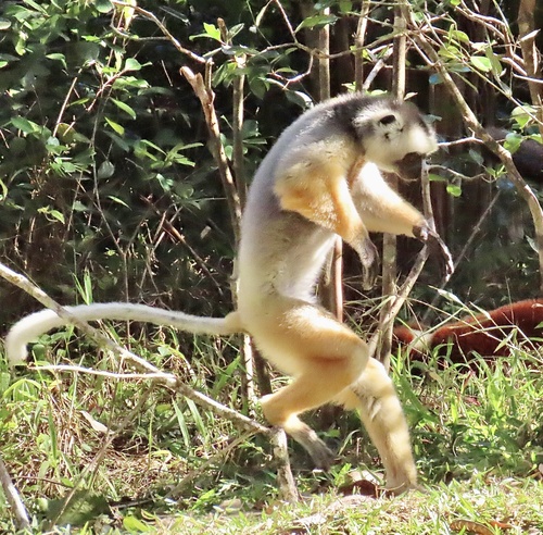 Diademed Sifaka