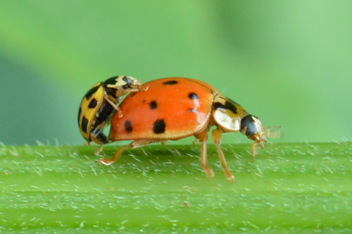 Fourteen-spotted Lady Beetle