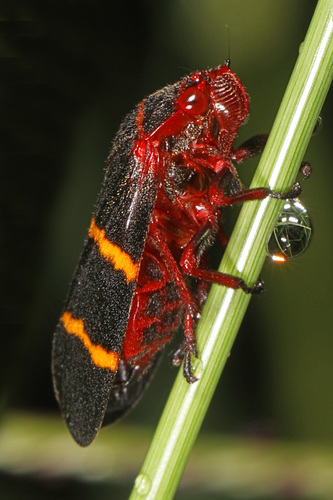Two-lined Spittlebug