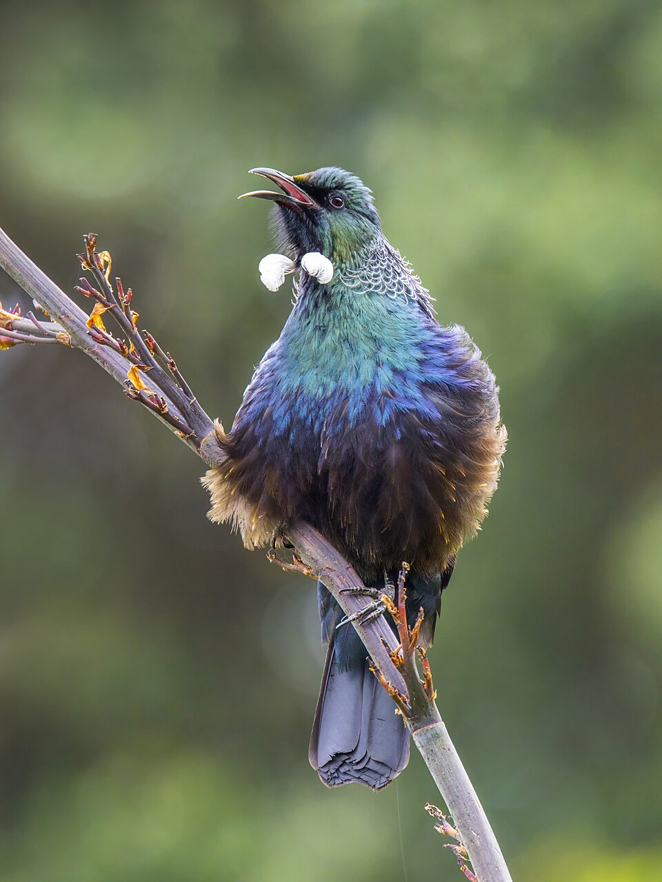 Tūī