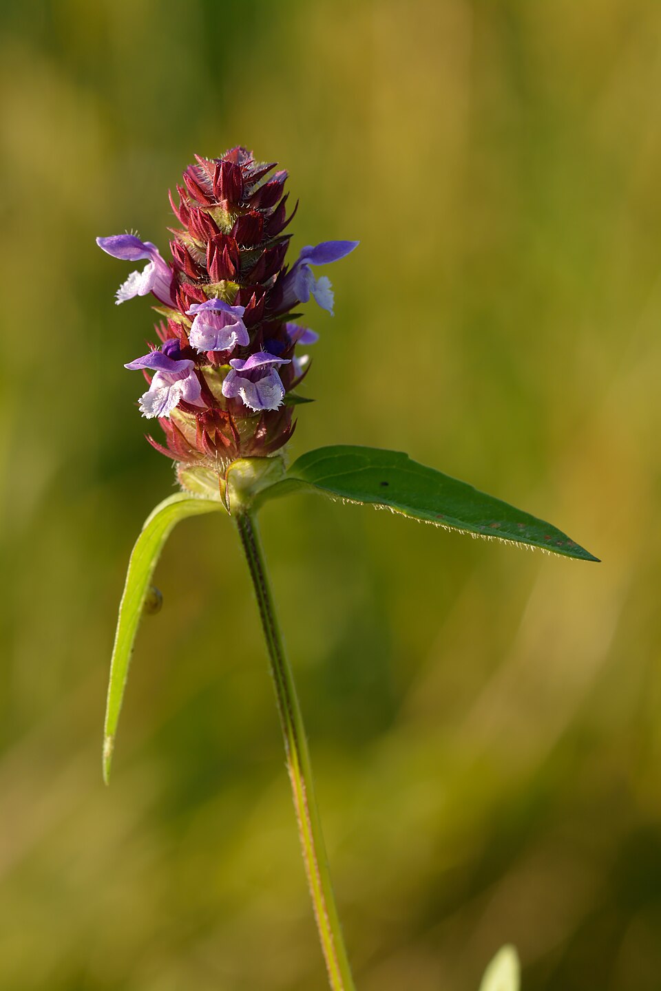 Common selfheal
