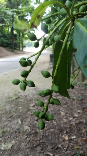 Cherry laurel