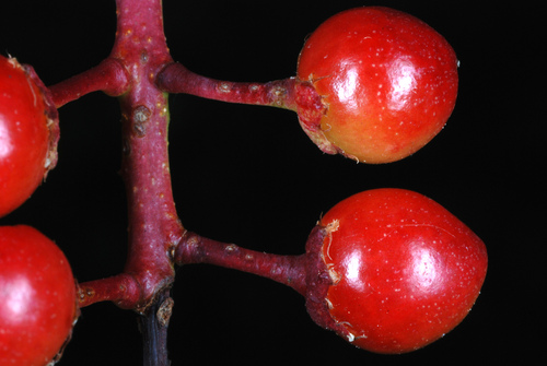 Black cherry